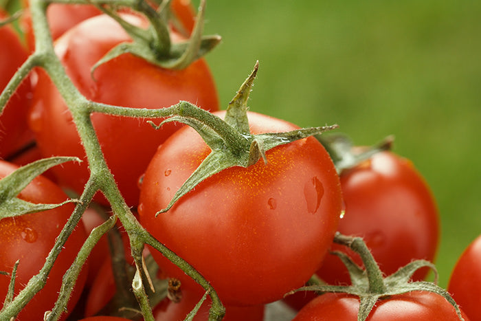 KYKNOS S.A. Greek Canning - Ganze Geschälte Tomaten (Schältomaten ) im Tomatensaft aus Griechenland - 2500g Dose
