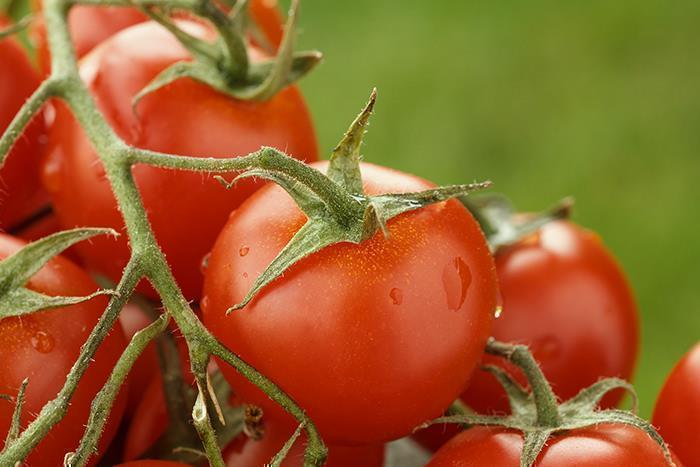 KYKNOS S.A. Greek Canning - Gewürfelte Tomaten (stückig und gehackt ) im Tomatensaft aus Griechenland - 10er Pack (10 x 400g)